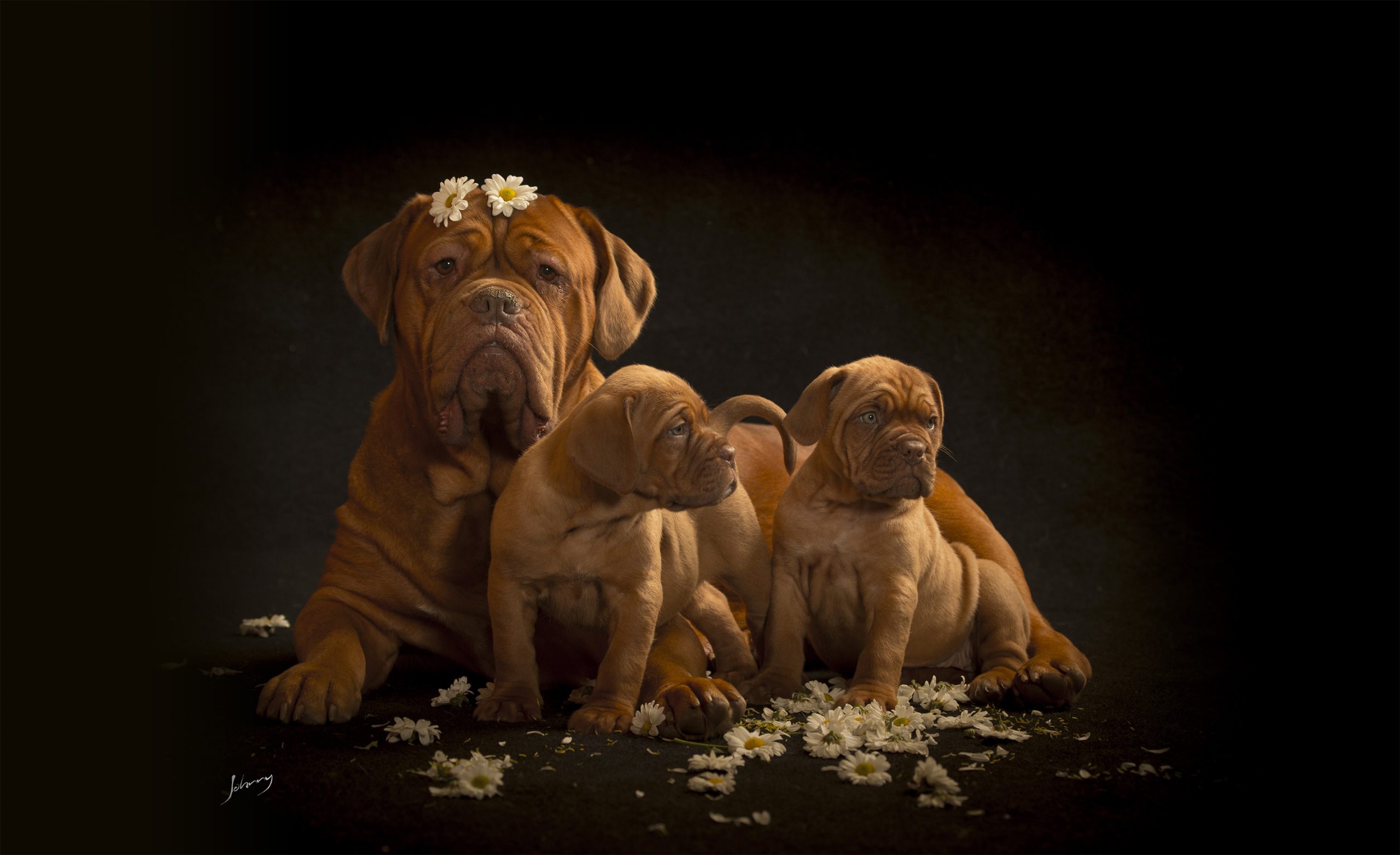 CopyriFotografia profissional com animais, cães, cachorrosght