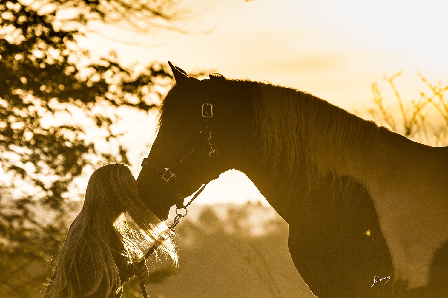 Fotografia profissional com animais, book couwntry, com cavalos