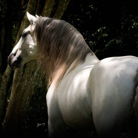 Assessoria para fotógrafos fotos de cavalos