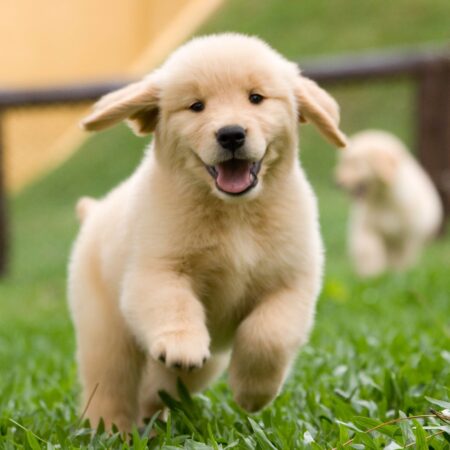 fotografia de filhotes