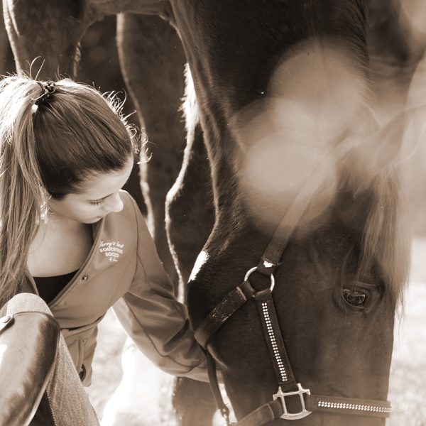 Fotografia profissional com animais, cavalos