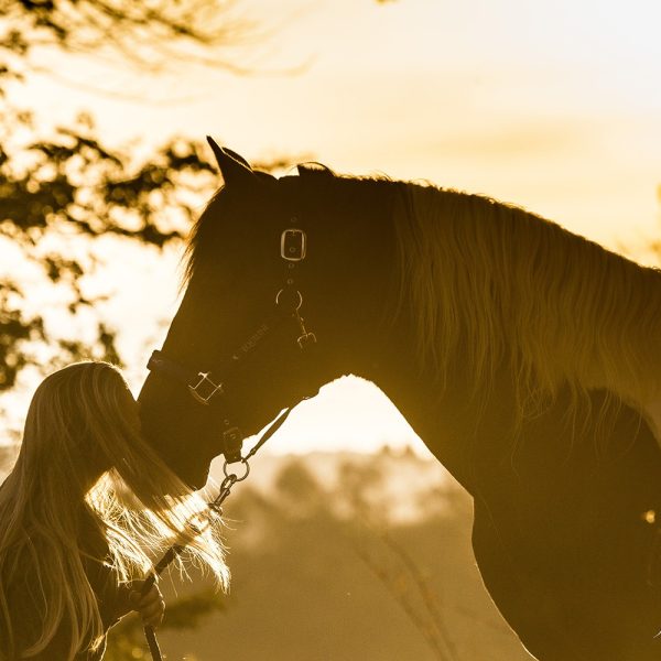 Fotografia profissional com animais, book couwntry, com cavalos